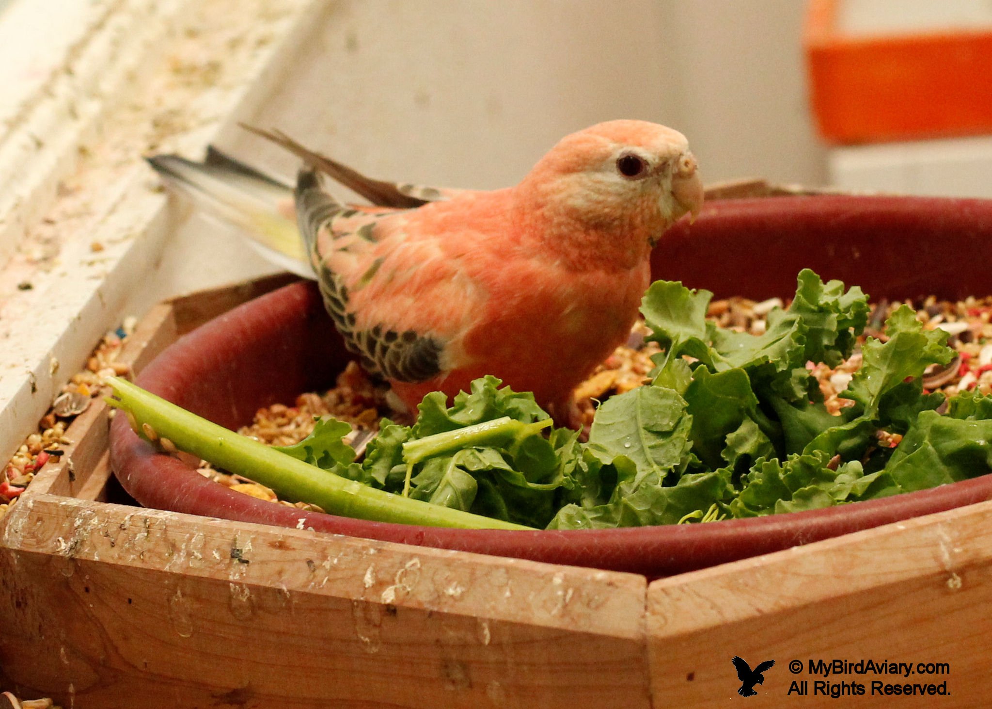 Female Rosy Bourke with Red Eyes enjoying some fresh vegetables