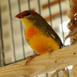 Male Zebra Waxbill