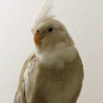 Cinnamon Whiteface Cockatiel