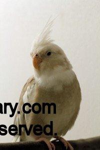 Cinnamon Whiteface Cockatiel