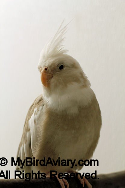 Cinnamon Whiteface Cockatiel