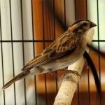 Female Pintail Whydah