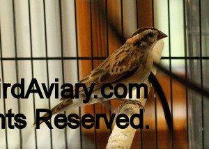 Female Pintail Whydah