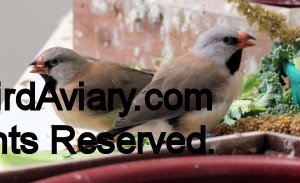 Shafttail Finches
