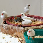 Zebra Finches