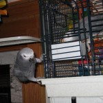 African Grey climbing on cage