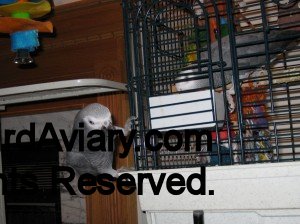 African Grey climbing on cage