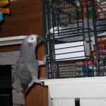 African Grey climbing on cage