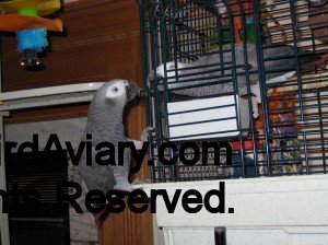 African Grey climbing on cage