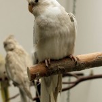 Cinnamon Whiteface Cockatiel