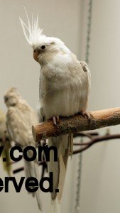 Cinnamon Whiteface Cockatiel