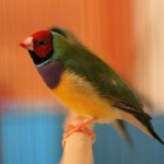 Red-headed, purple breast, green-back male Lady Gouldian Finch