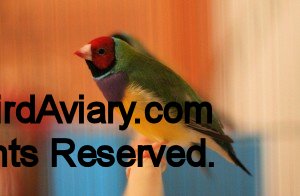 Red-headed, purple breast, green-back male Lady Gouldian Finch