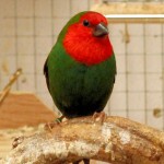 Red-headed Parrot Finch