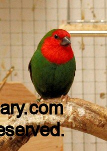 Red-headed Parrot Finch