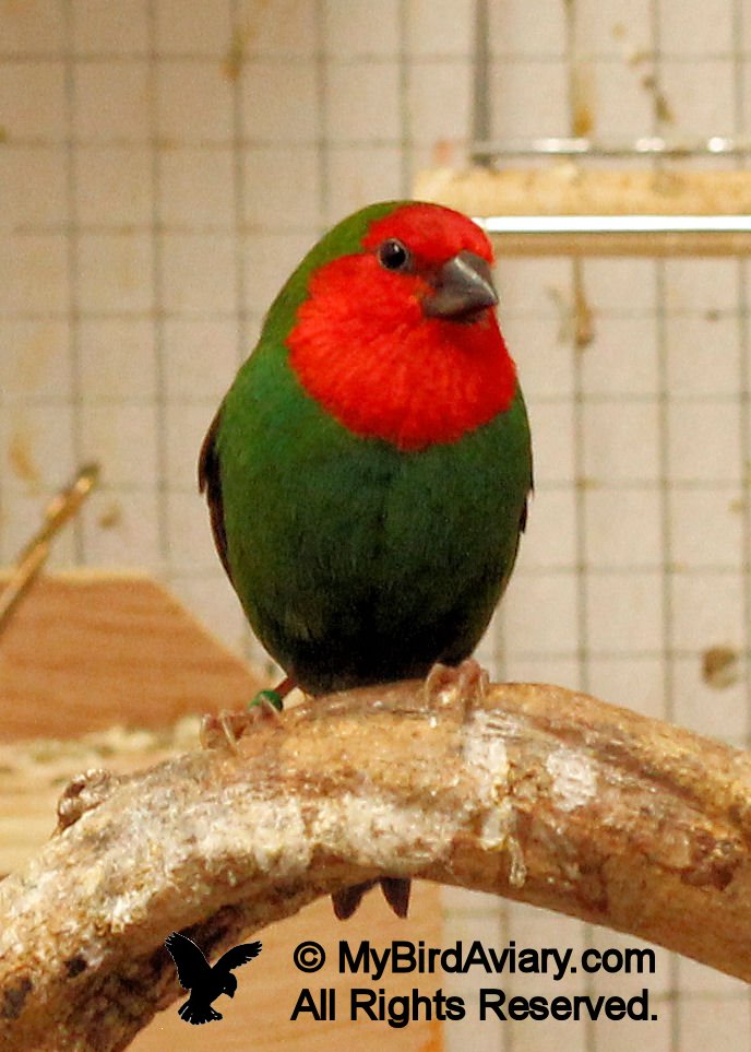 Red-headed Parrot Finch