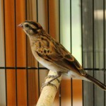 Female Pintail Whydah