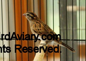 Female Pintail Whydah