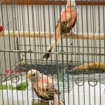 Two young female Rosy Bourkes