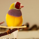 Red-Headed, Purple Breast, Yellow-back male Lady Gouldian Finch