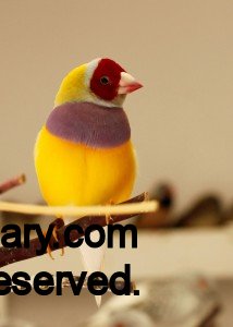 Red-Headed, Purple Breast, Yellow-back male Lady Gouldian Finch