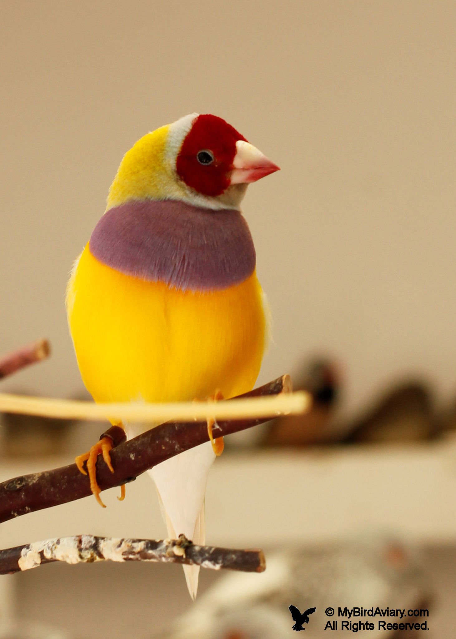 Red-Headed, Purple Breast, Yellow-back male Lady Gouldian Finch