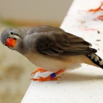 Female normal zebra finch