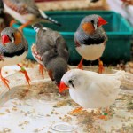 Zebra Finches