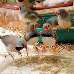 A Shafttail Finch (on the left) with many Zebra Finches