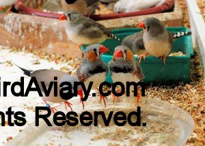 A Shafttail Finch (on the left) with many Zebra Finches