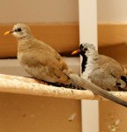 Cape Doves (female on the left; male on the right)