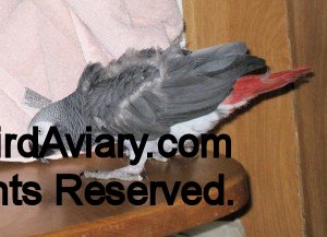 African Grey