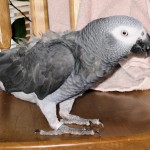 African Grey