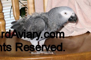 African Grey