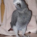 African Grey