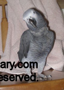 African Grey