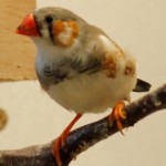 Pied Male Zebra Finch