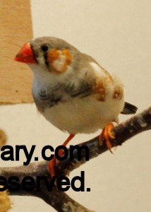 Pied Male Zebra Finch