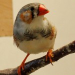 Pied Male Zebra Finch