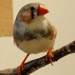 Pied Male Zebra Finch