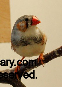 Pied Male Zebra Finch