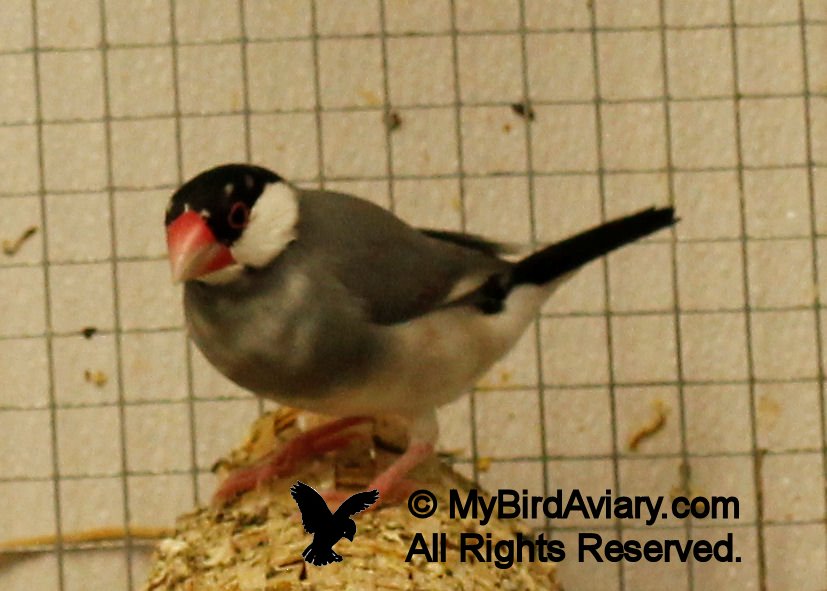 Java Finch