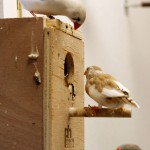 Zebra Finch Hens looking in a nest (CFW and Fawn Pied)