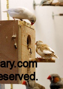 Zebra Finch Hens looking in a nest (CFW and Fawn Pied)