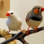 White Female and Normal Male Zebra Finch