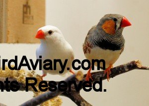 White Female and Normal Male Zebra Finch