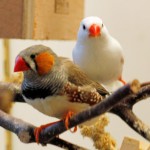 Normal Male and White Female Zebra Finch