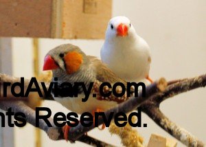 Normal Male and White Female Zebra Finch