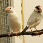 White and Normal Java Sparrow (Java Finch)