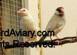 White and Normal Java Sparrow (Java Finch)